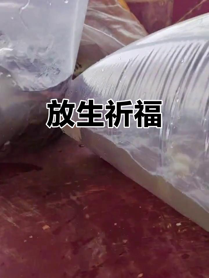 老板放生发财鱼,愿事业蒸蒸日上,财运滚滚来!