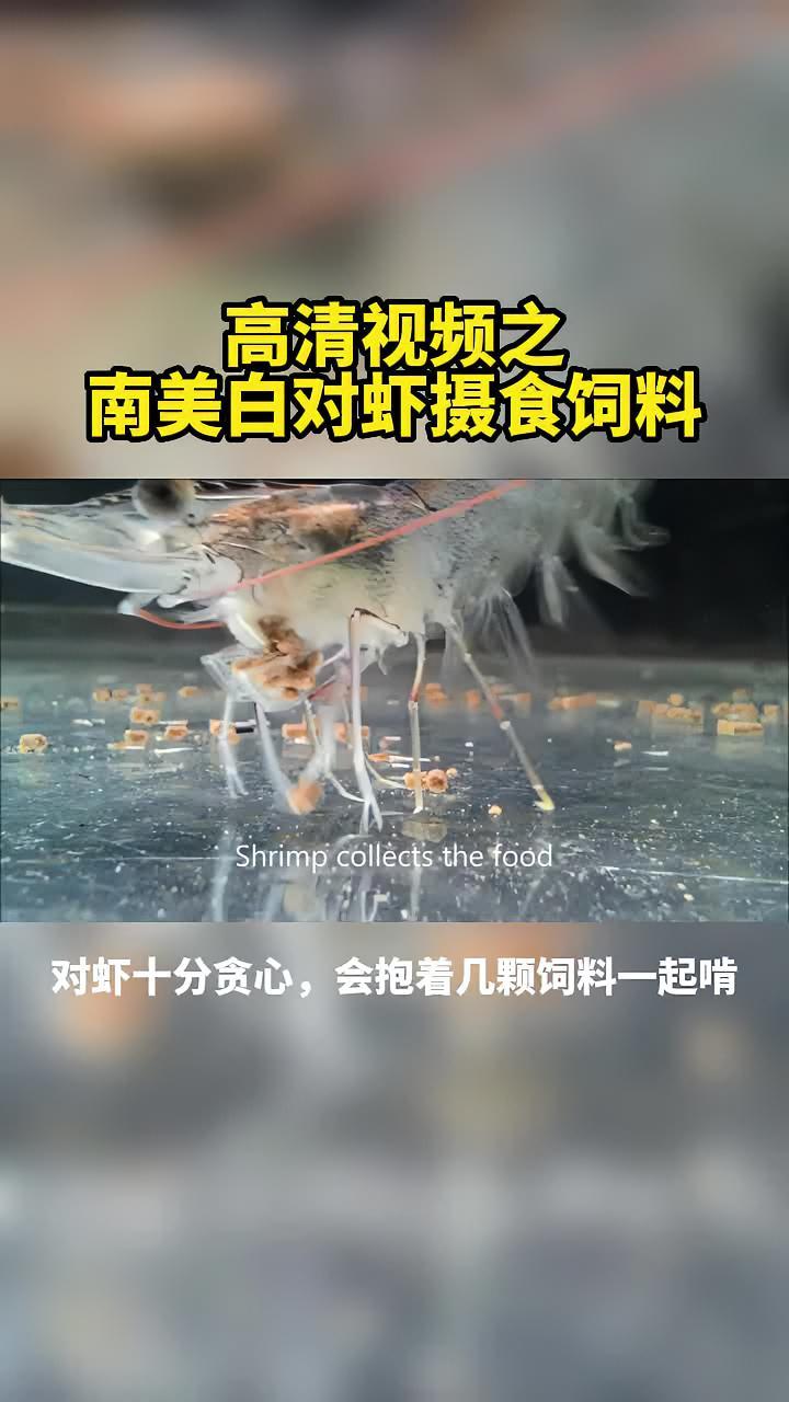 一起来看看南美白对虾是怎么摄食饲料的,有点儿意思!水产养殖 南美白对虾养殖 养殖