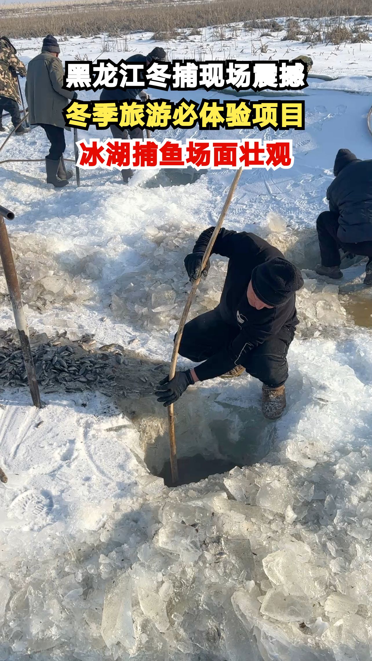 黑龙江冬捕现场震撼,冬季旅游必体验项目,冰湖捕鱼场面壮观