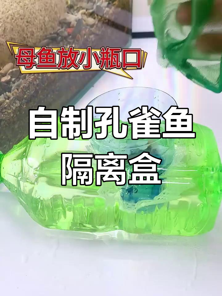 孔雀鱼隔离盒DIY,简单步骤教你制作