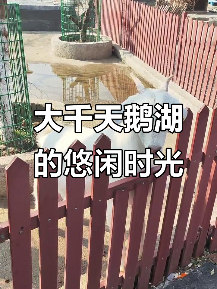 上海大千天鹅湖庄园:小狐狸懒洋洋,烤全羊香气四溢