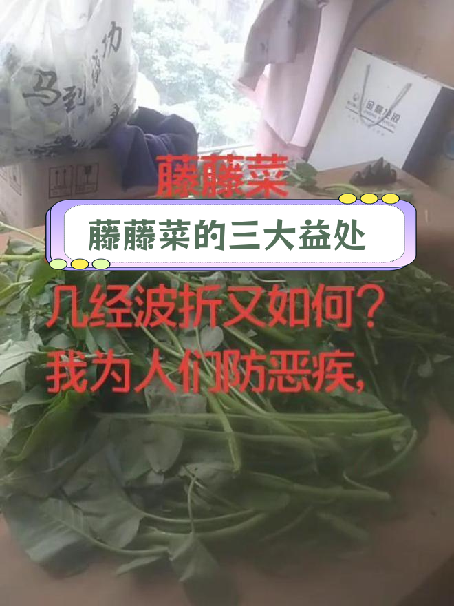 藤藤菜的多重功效:清热解毒、通便防癌、降血糖