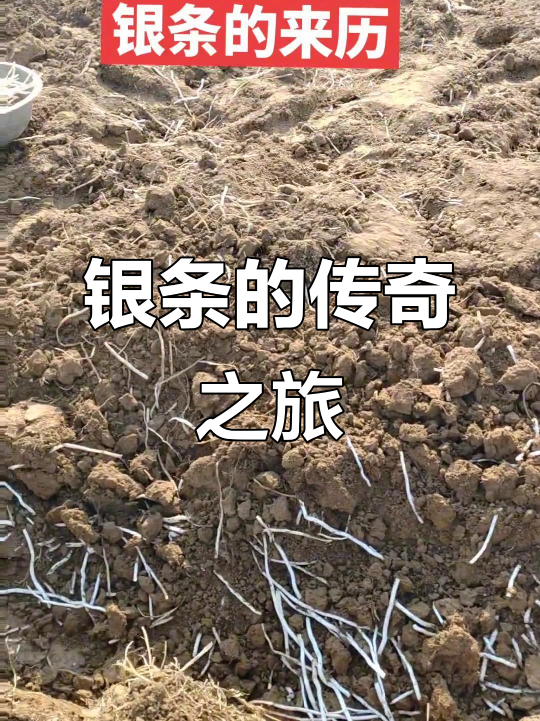 银条源自西域，偃师独占栽种权，乾隆赞其为南北美味传奇