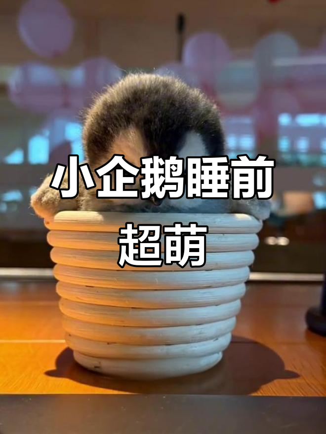 企鹅宝宝睡觉前的可爱瞬间,萌态十足!