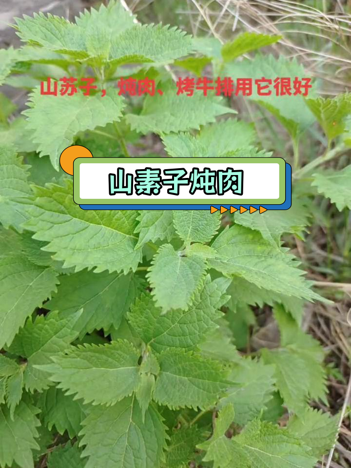 蓝萼毛叶香茶菜的香气与用途
