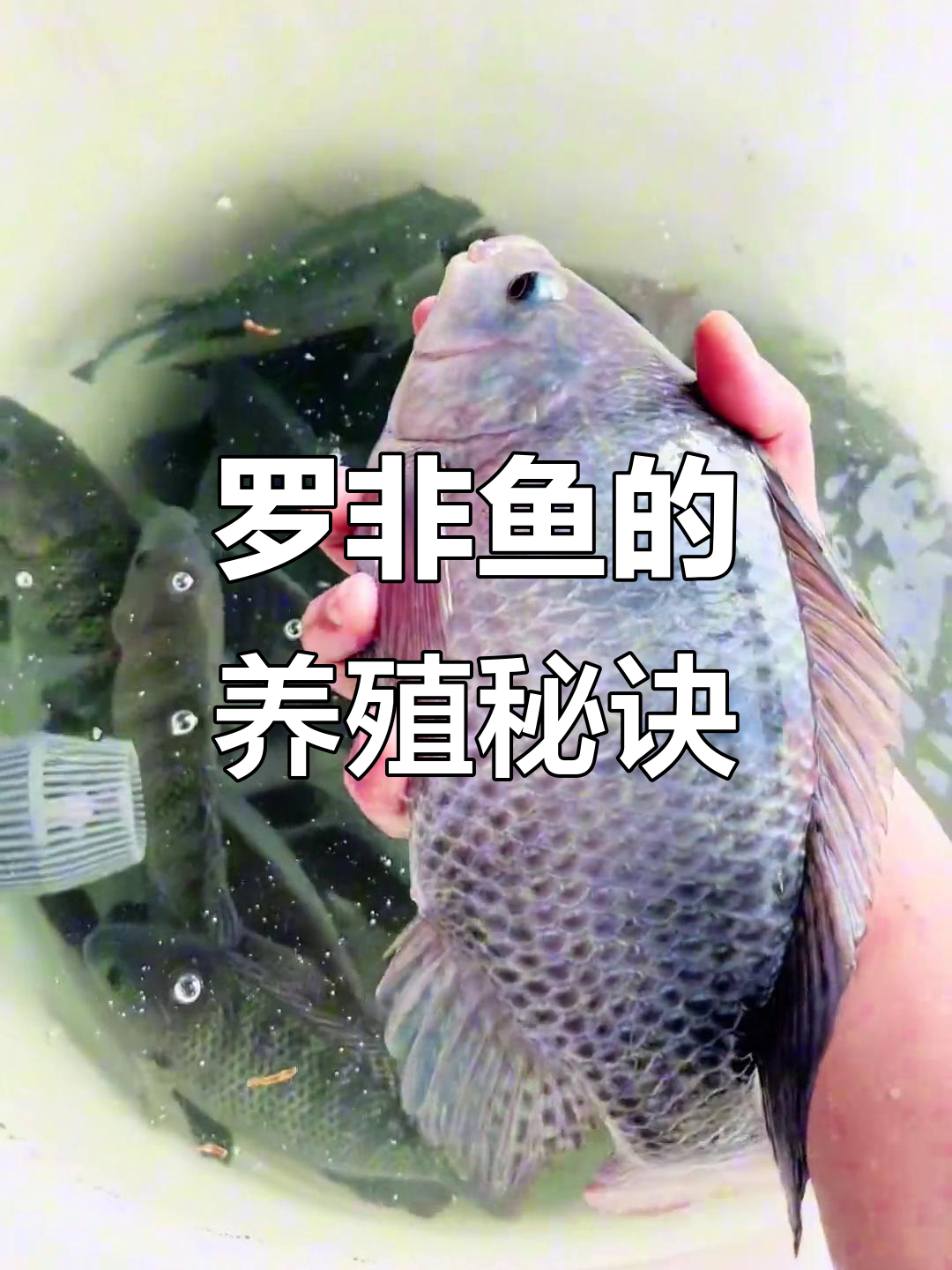 罗非鱼生长迅速,选对饲料和时机是关键!