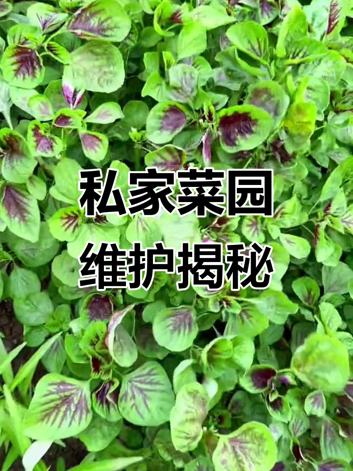 私家菜园日常维护:除草、收菜与补种全过程