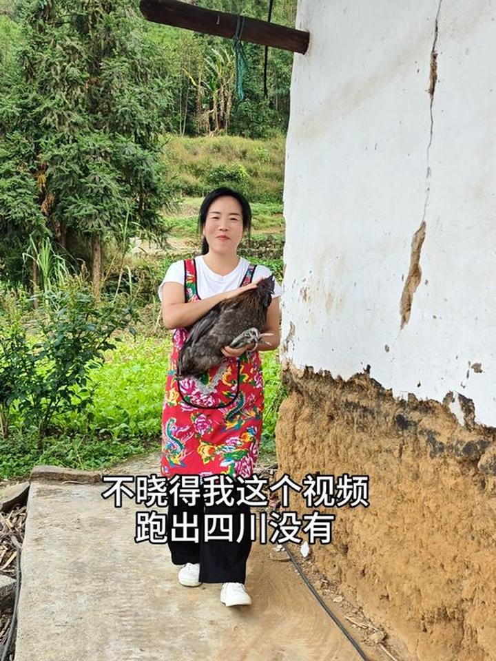 不知乌骨鸡专场视频在哪,看到请告知