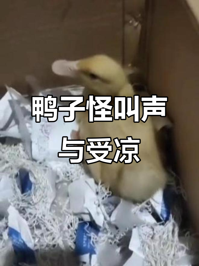 鸭子怪叫是感冒的征兆,如何应对避免黑肺包心