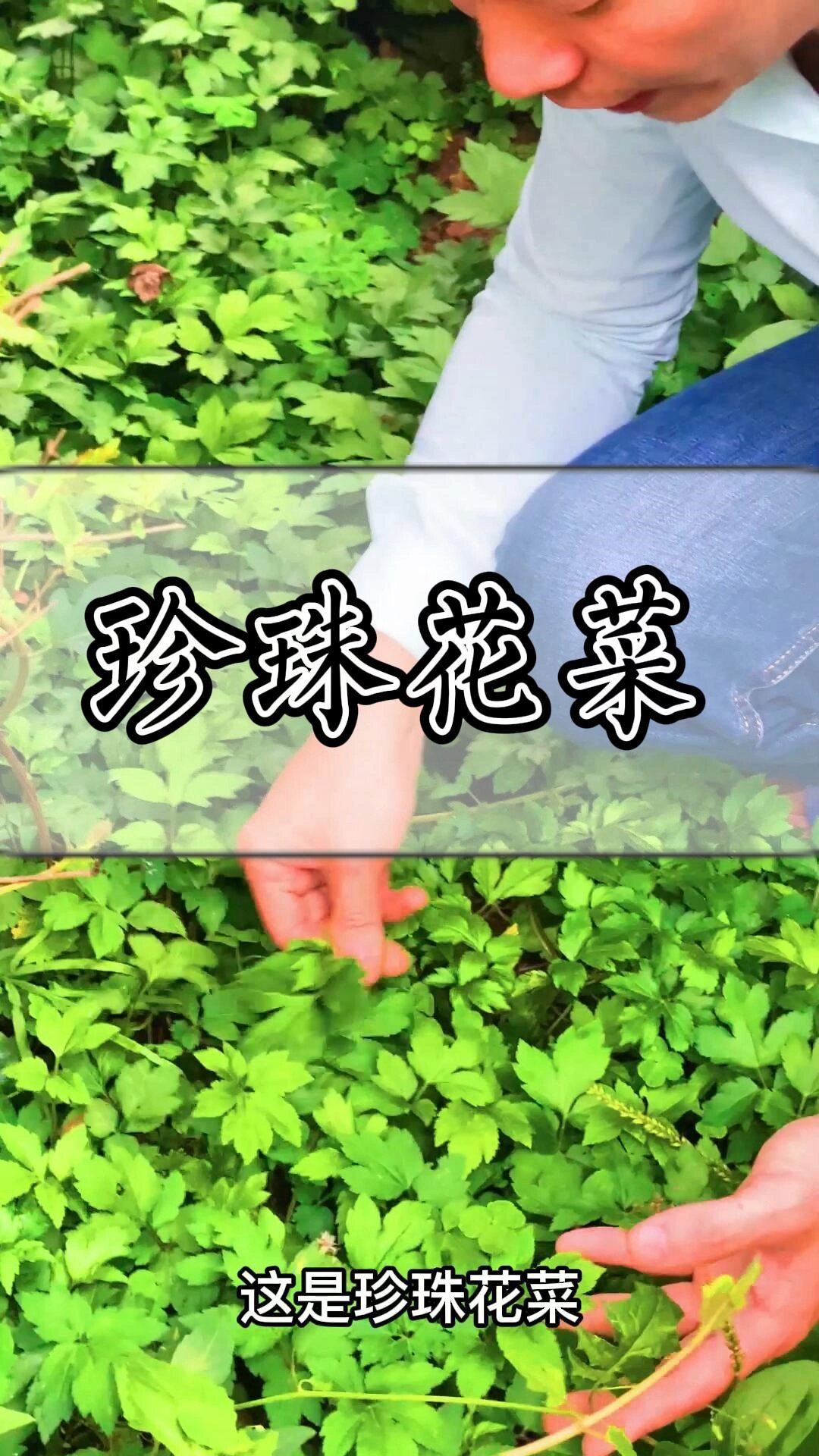 珍珠花菜