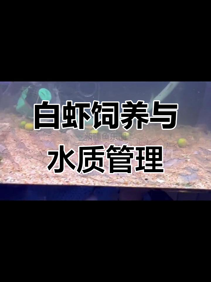 秀丽白虾养殖技巧:除藻能力强,温和不攻击同类