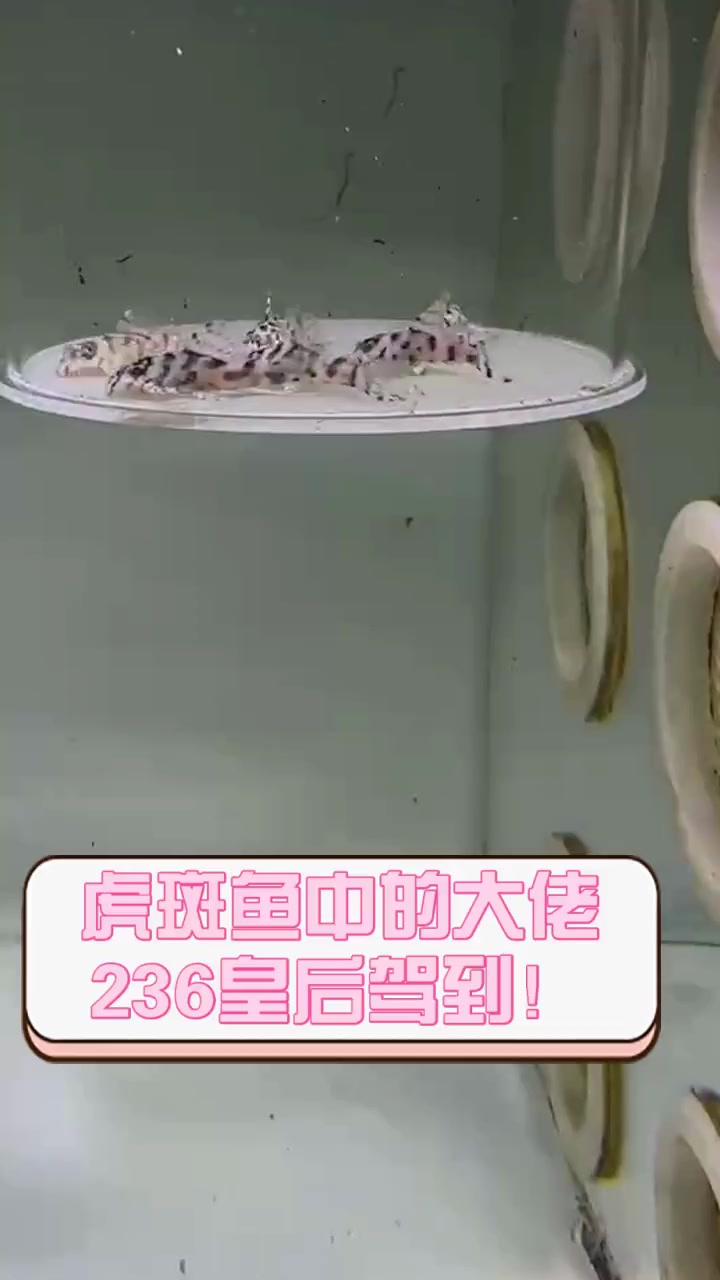 虎斑鱼中的大佬,236皇后驾到!