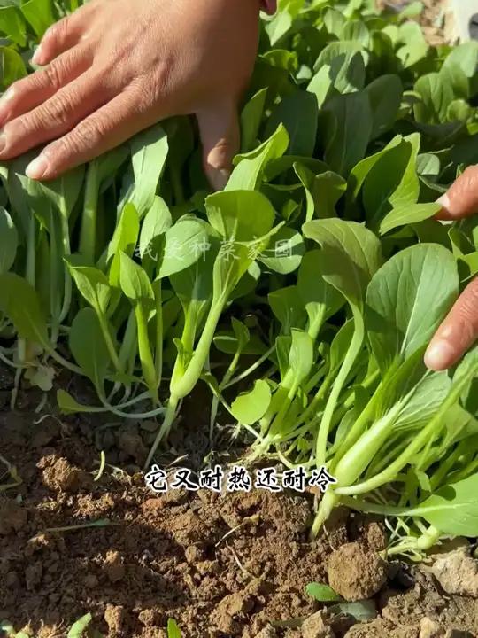 鸡毛菜种植简单生长快,十多天就可以采收 我的小菜园 田园生活 鸡毛菜