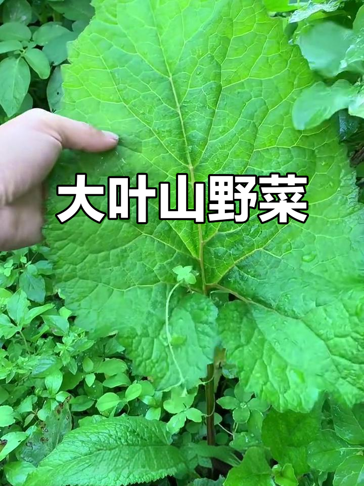 东北山野菜大耳毛,叶片超大超有趣