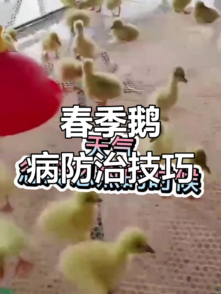 春季鹅病高发期,如何预防和治疗常见恶变?