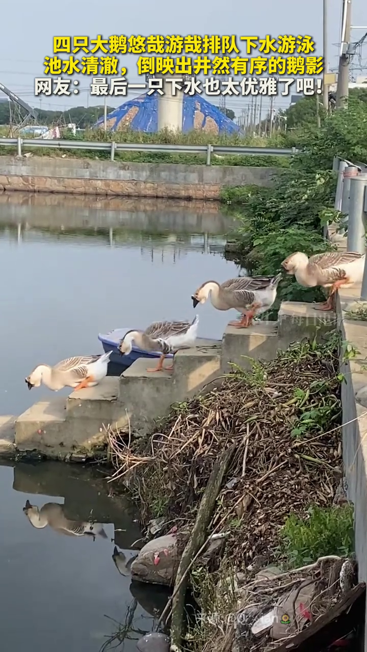 四只大鹅悠哉游哉排队下水游泳，池水清澈倒映出井然有序的鹅影
