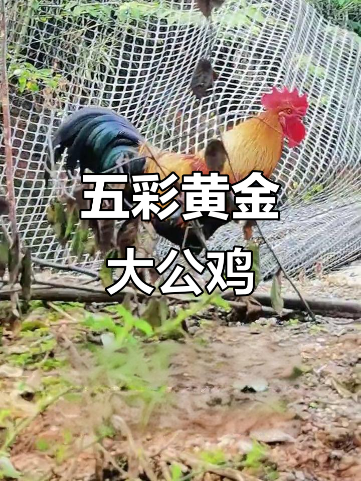 贵州五彩大公鸡,穿花毛衣的“非凡”土鸡