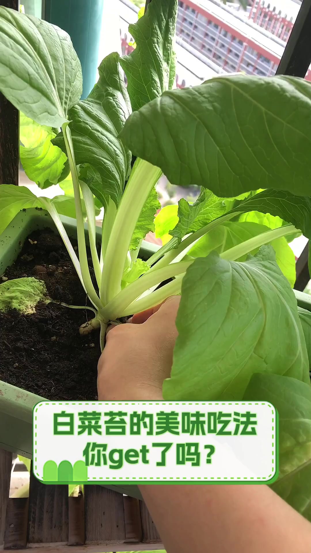 白菜苔的美味吃法,你get了吗?