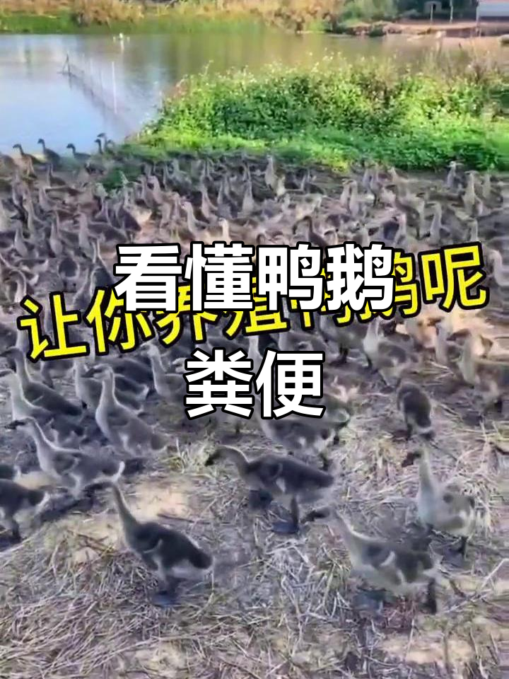 鸭鹅粪便颜色解析与疾病应对