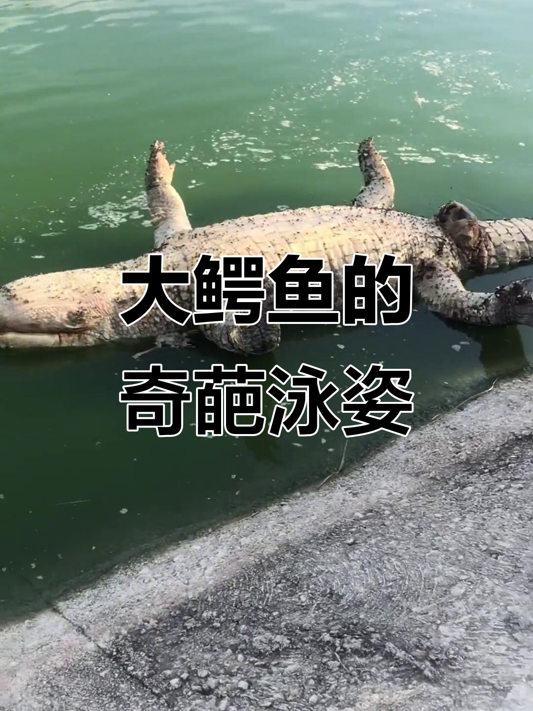 500斤鳄鱼惊现,游泳姿势太搞笑