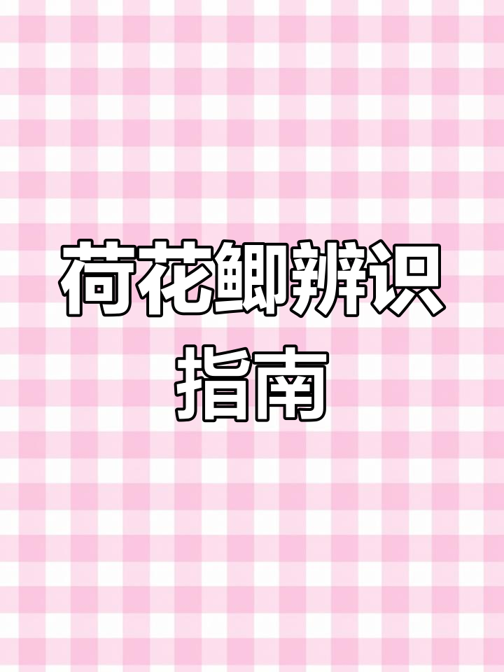 荷花鲫与鲤鱼区别大,无胡须、鳍不红,属于不同科