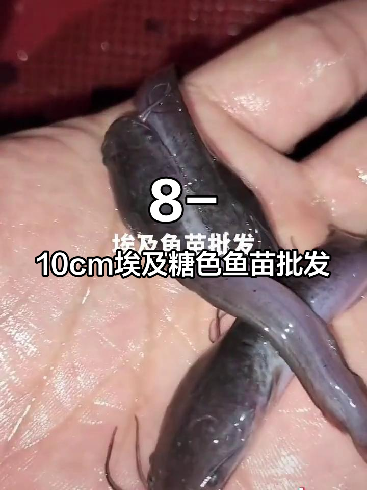 福建杂交块大种埃及糖色鱼苗,八到十公分疫苗均匀健康