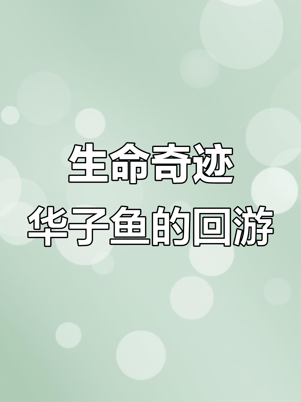 华子鱼逆流而上,生死时速的产卵之旅