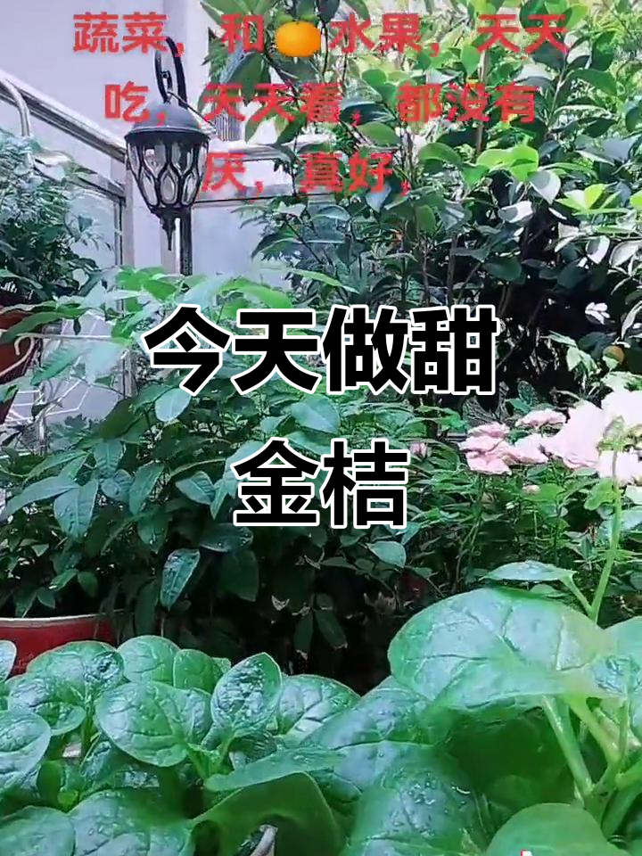 每天都有新鲜水果蔬菜,今天带来甜金桔的美味作品