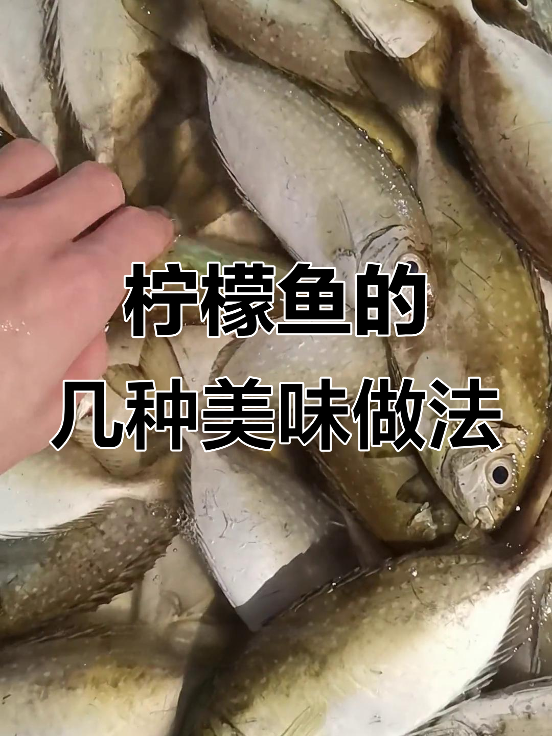 柠檬鱼多种做法,清蒸、红烧、煎香样样行