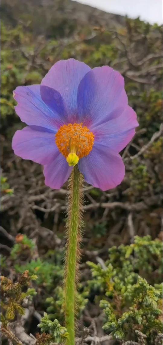 单叶绿绒蒿 学名:Meconopsis simplicifolia (D. Don) Wa