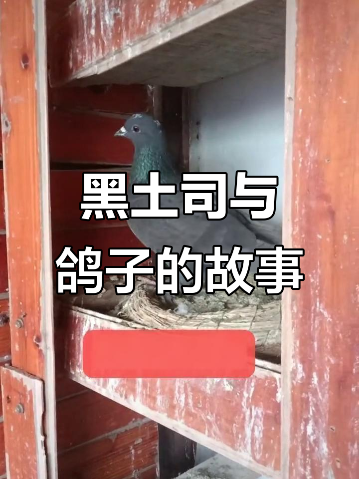 鸽子数量暴增,黑土司与白毛油现场直播