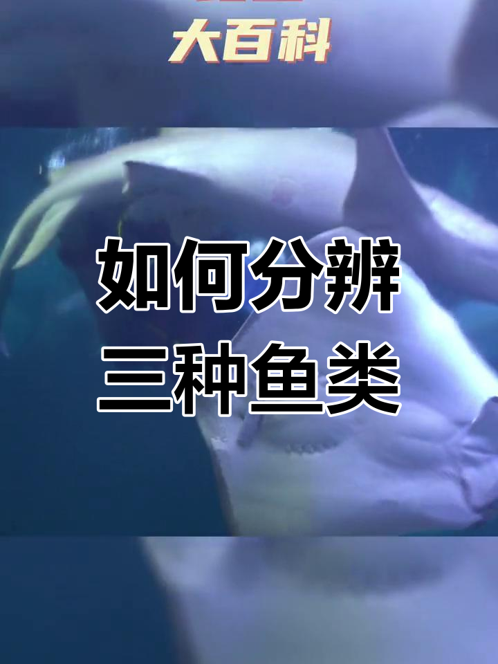 鳐鱼、红玉和粪鱼的区分技巧