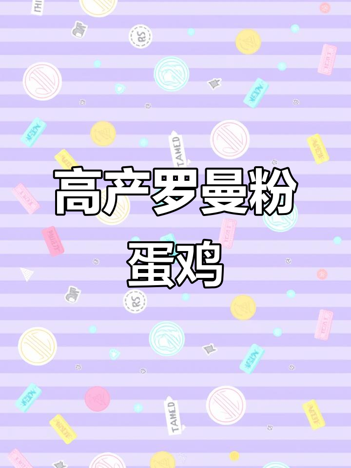 罗曼粉蛋鸡:高产高效,成年母鸡重3.2斤
