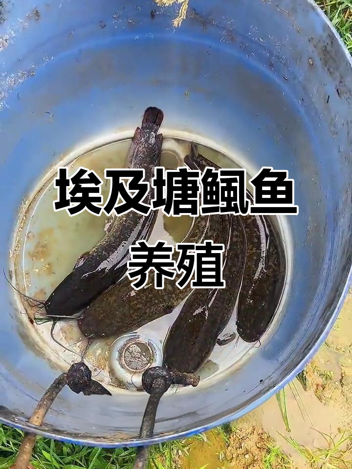 埃及塘鲺鱼:杂食性大型鱼类,养殖范围广
