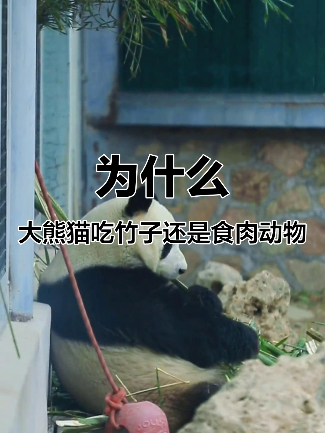 大熊猫为何是食肉动物?揭秘它的牙齿和进食方式