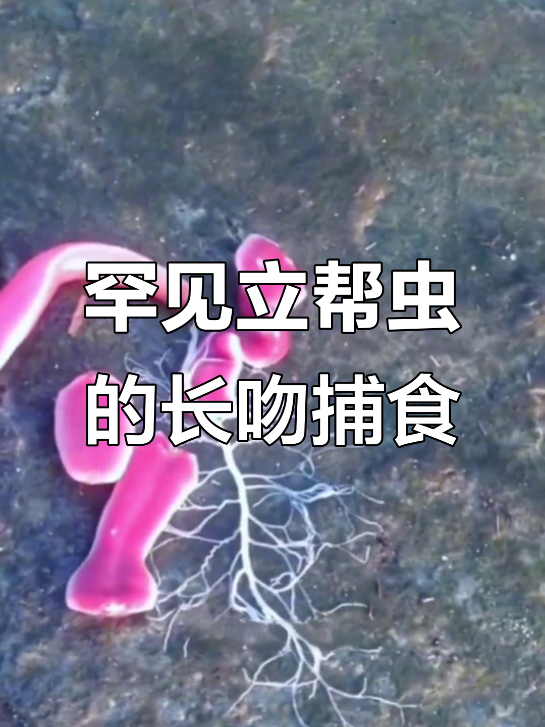 立帮虫的独特捕食方式:长吻如何捕捉猎物?