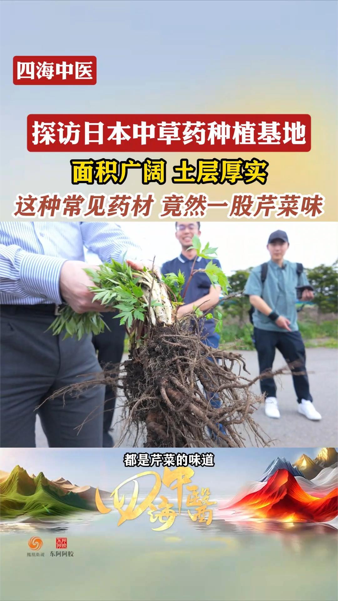 探访日本中草药种植基地:一种常见药材竟然一股芹菜味?