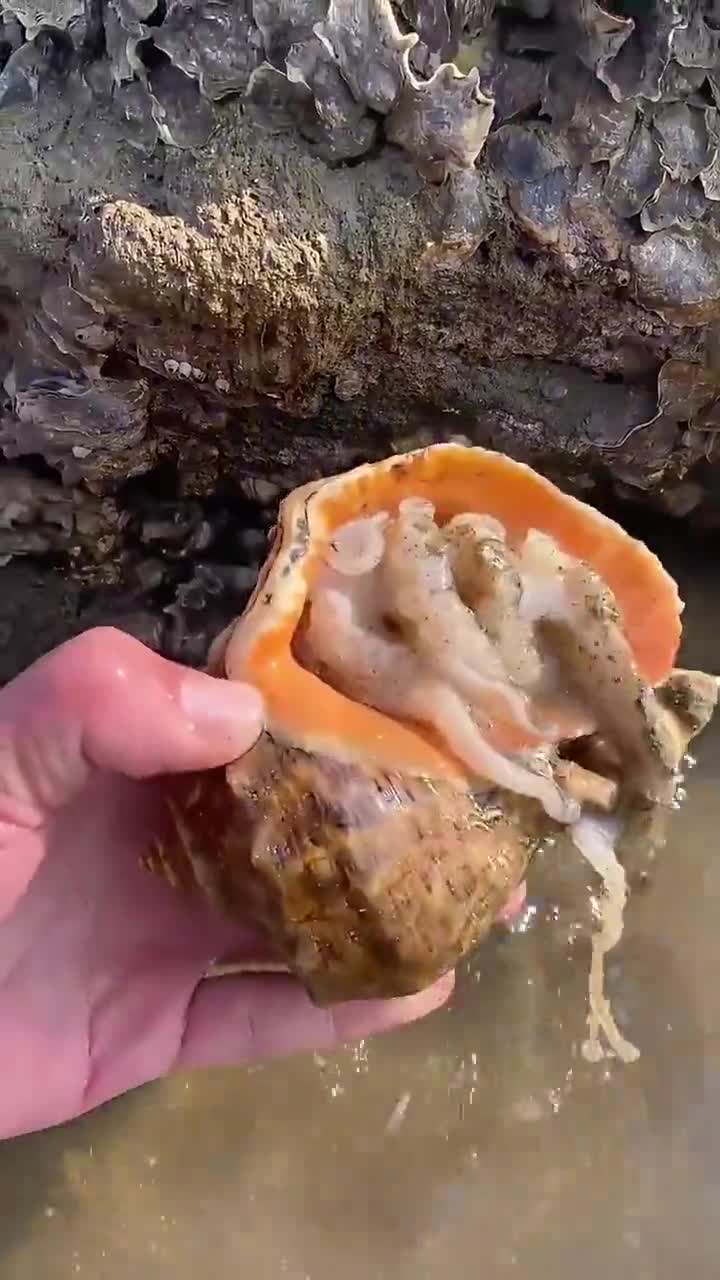 小渔村的海鲜火鸡面,现抓现吃