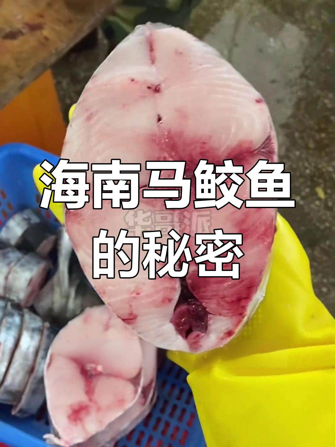 海南马鲛鱼为何如此昂贵?