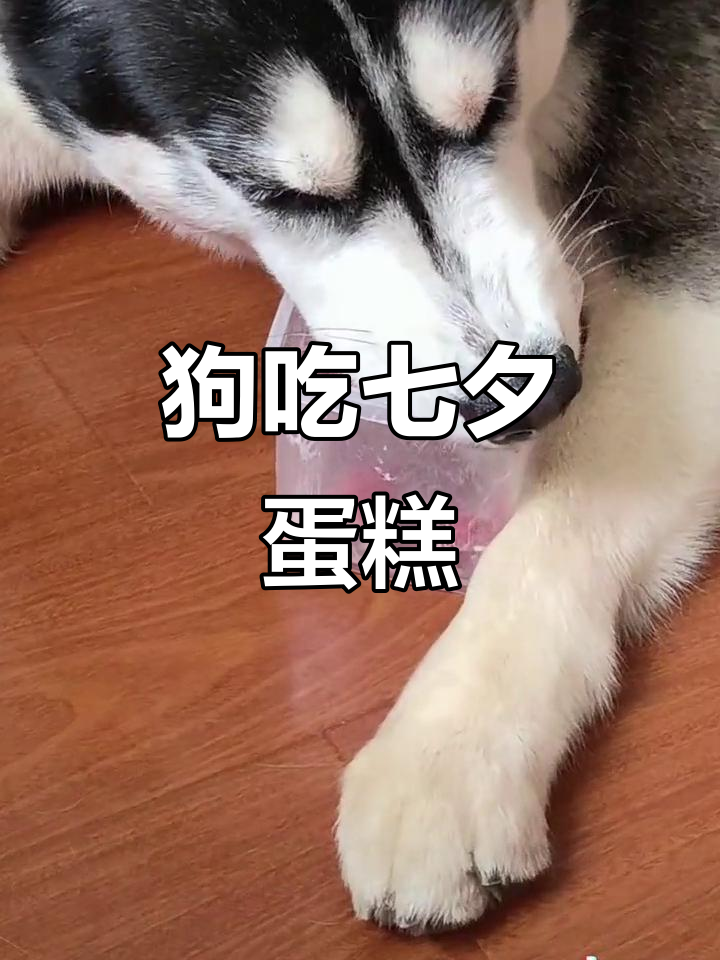 七夕蛋糕被狗抢走,单身狗的意外惊喜