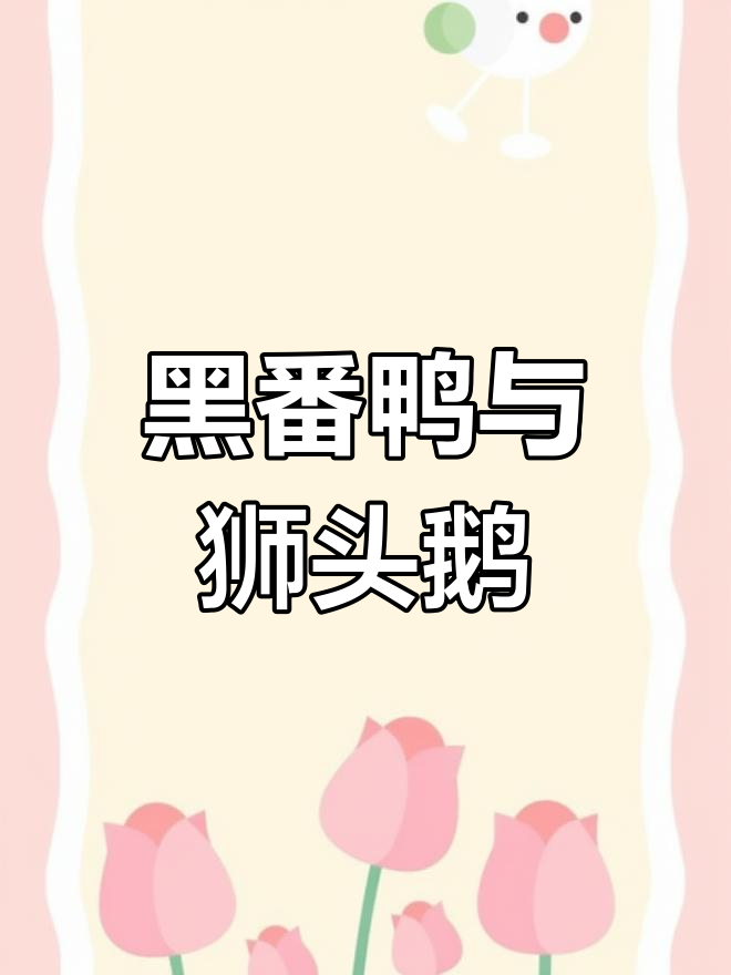 养了黑番鸭和狮头鹅,兄妹情深萌翻了