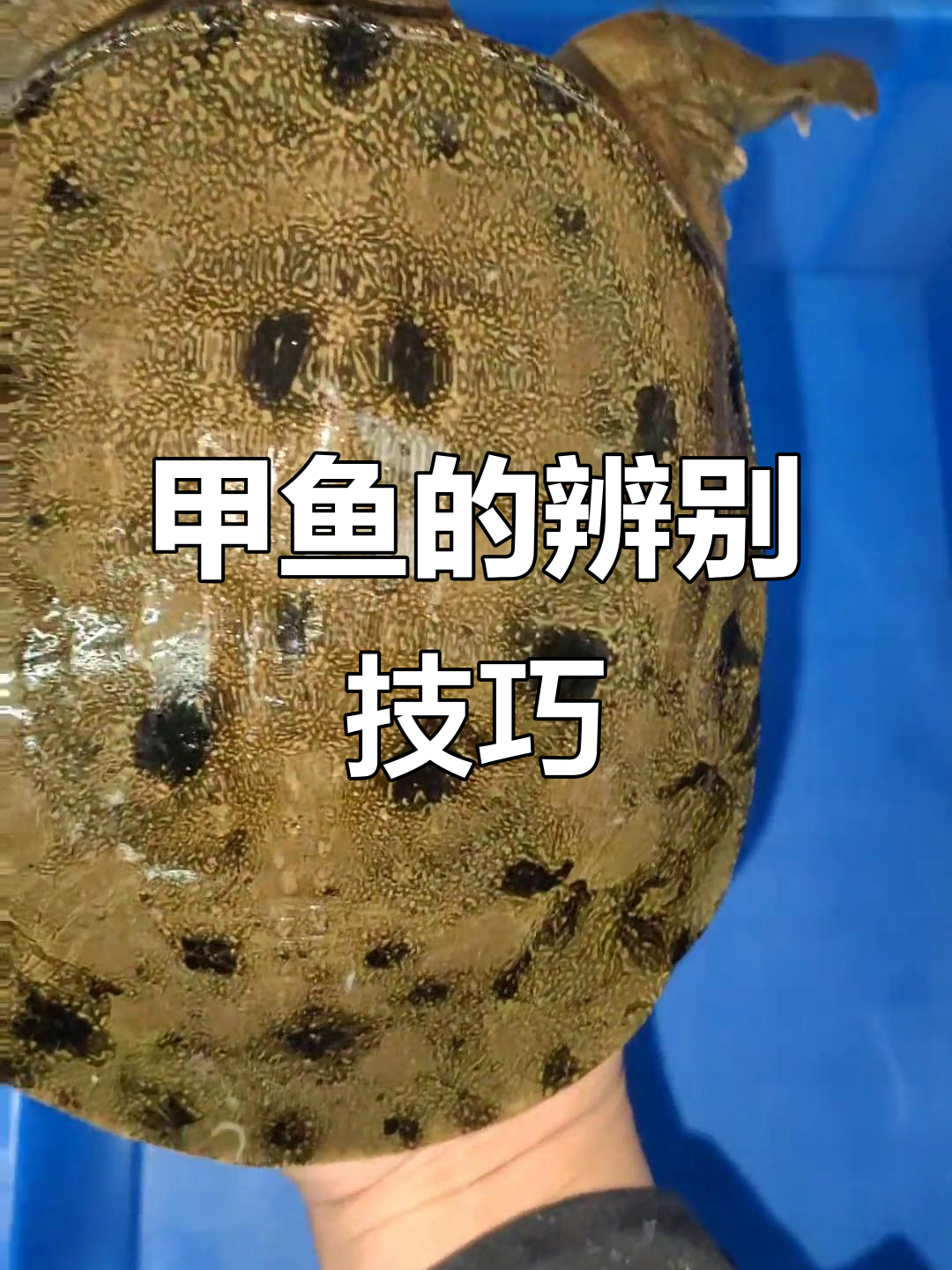 甲鱼养殖与野生区别大揭秘,如何挑选优质品种