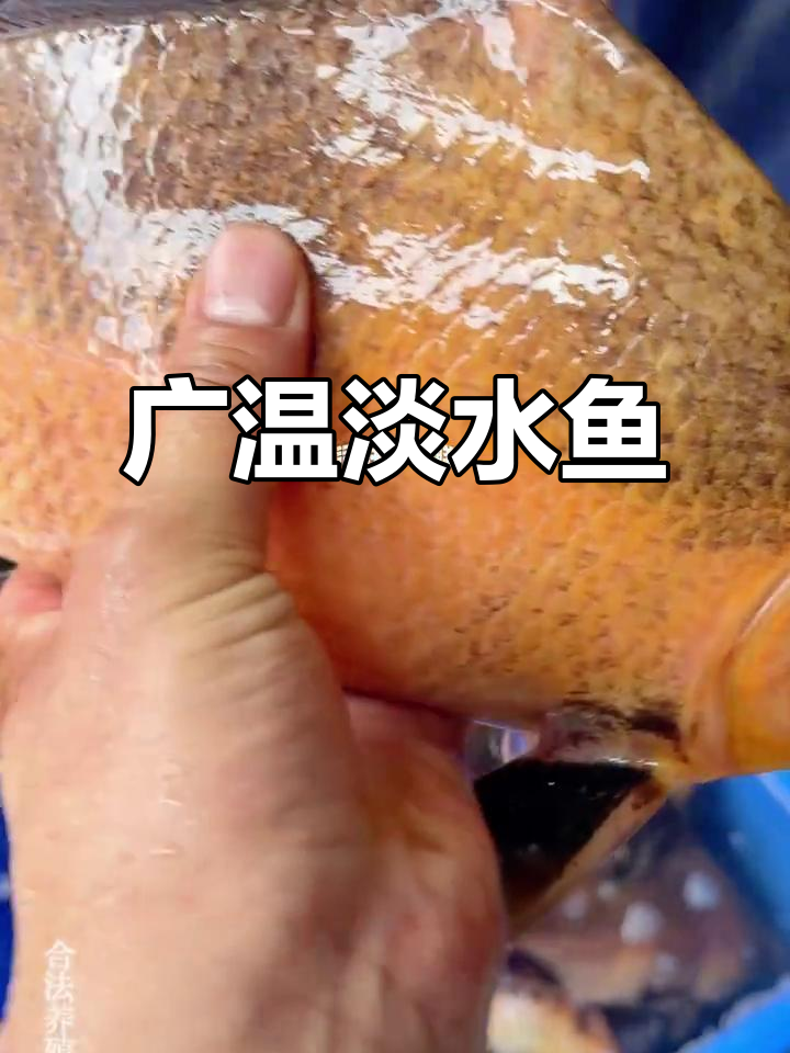 一帆风顺鱼,广温淡水鱼类