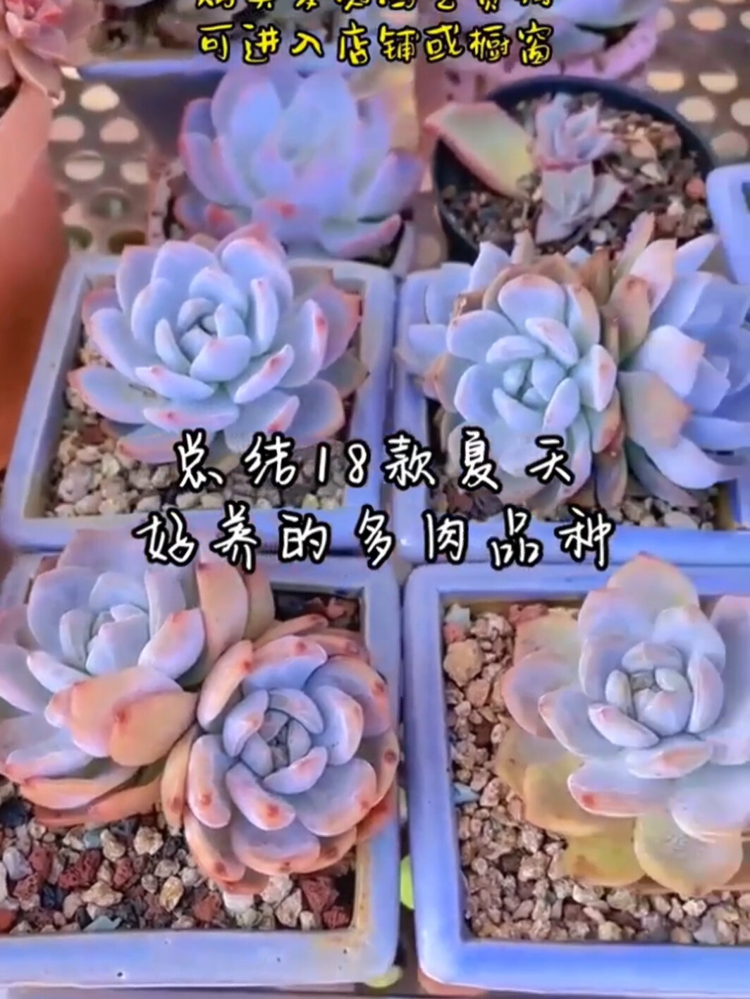 18款夏天好养的多肉