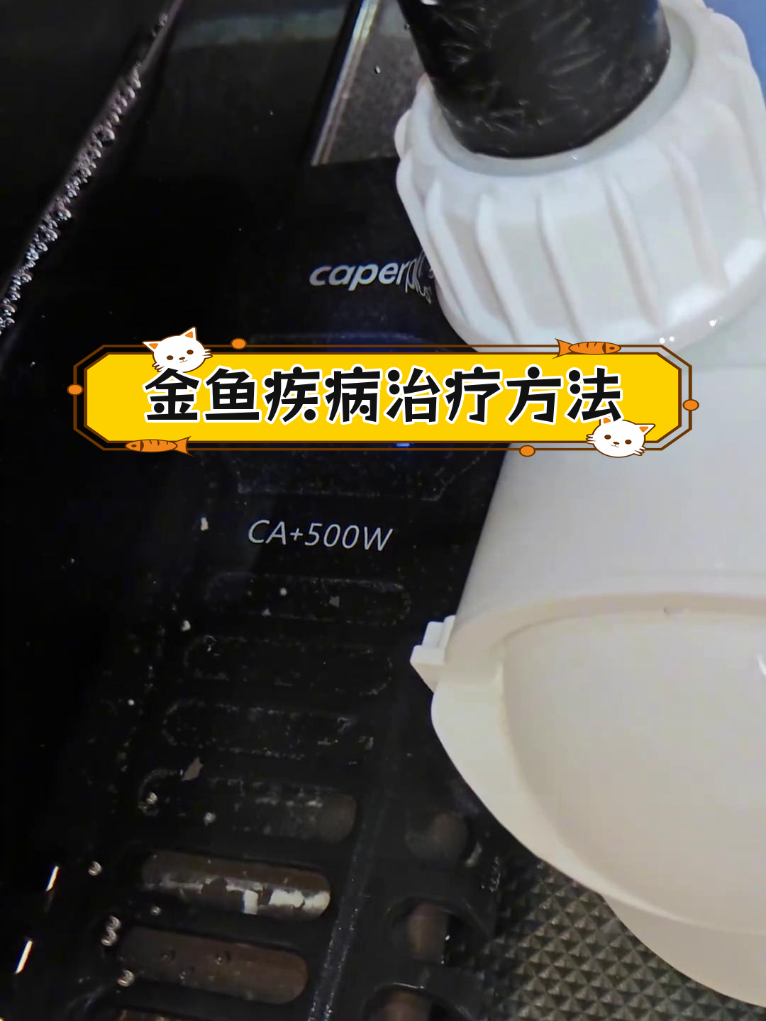 蓝瘦金鱼虫鳃、白点病治疗经验分享