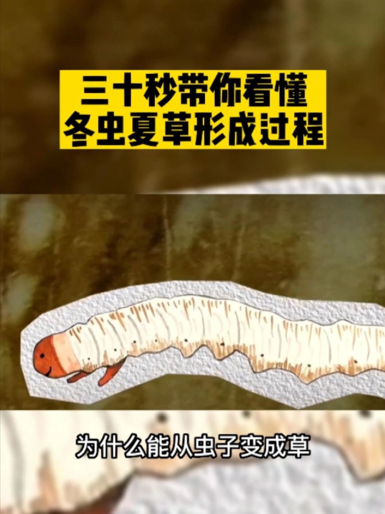 揭!冬虫夏草的形成过程