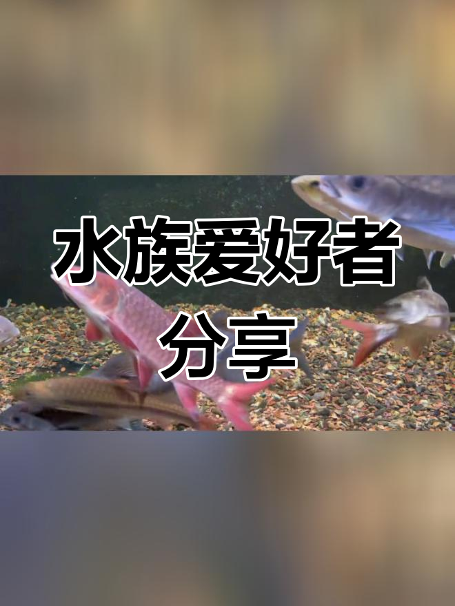 蓝色系鱼群状态渐佳