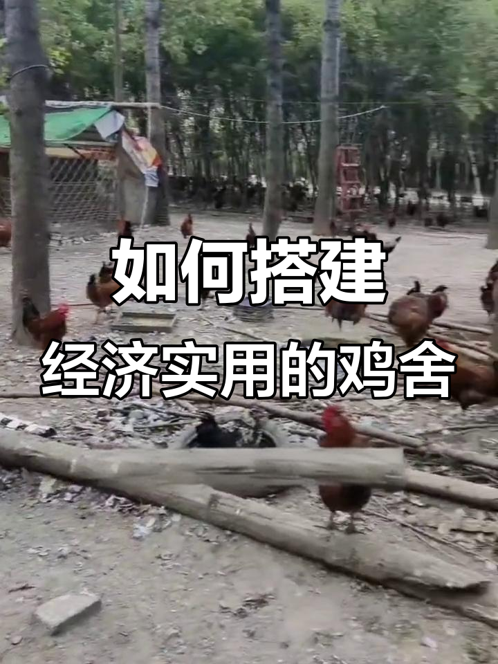 鸡舍建设全攻略:三种常见模式,哪种最适合你?