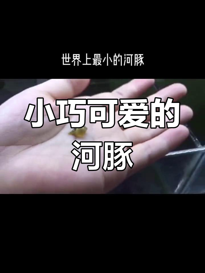 巧克力娃娃河豚,竟然能吹气!迷你又萌趣的清洁工具鱼