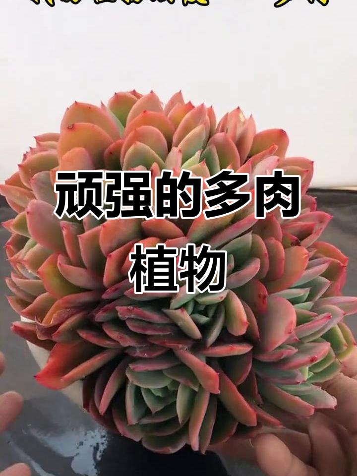多肉植物的美丽与生命力:从枯萎到重生